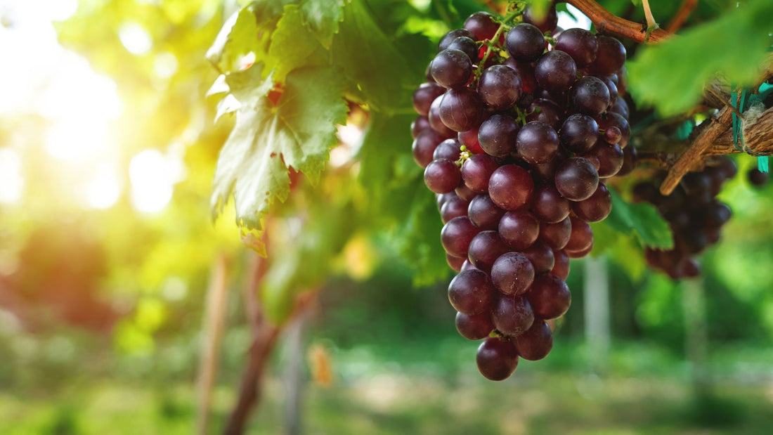 Ripe purple grapes hanging with green leaves in the background.