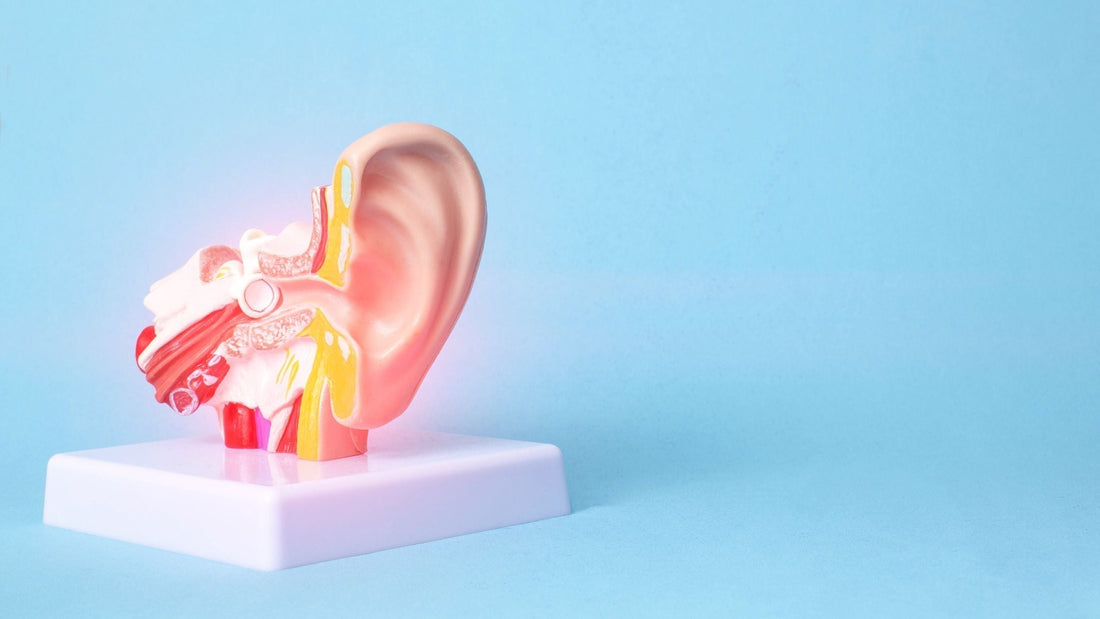 Detailed anatomical model of the human ear displayed on a stand with a blue background.