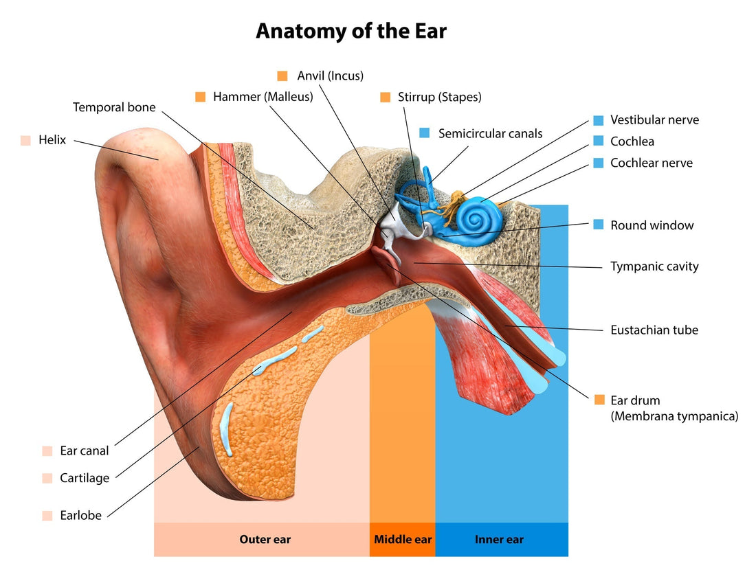 How Oxidative Stress May Affect Auditory Wellness