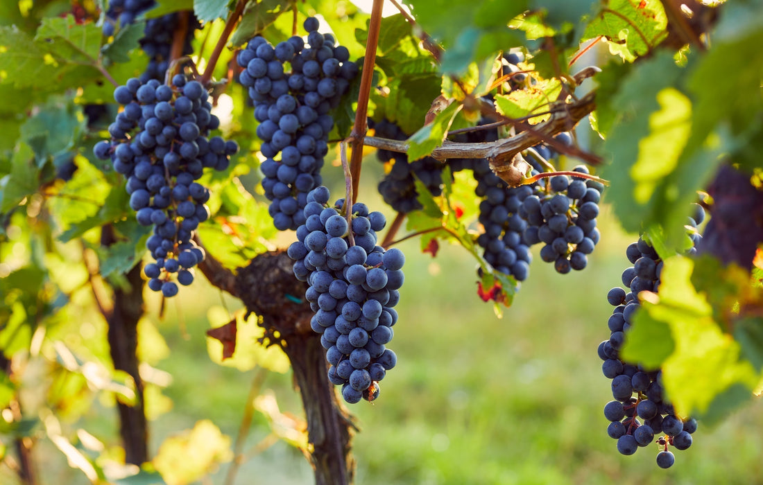 Grape Seed Extract and Ear Wellness: What the Science Says
